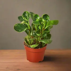 Peperomia 'Marble'