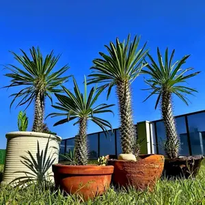 RARE (Pachypodium geayi) MADAGASCAR PALM TREE SEEDS Succulent Cacti Cactus Plant - 5 Seeds