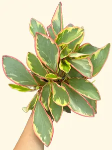 6” Peperomia Ginny - Peperomia Clusiifolia 'Ginny' - Pet Friendly Live Houseplant - Pet Safe Plant - Unique Leaf