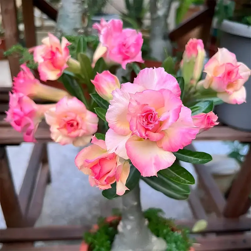 3pcs Adenium Obesum Bare Root Seedlings, Drought-Tolerant Caudex Plants for Succulent Collectors & Beginner Indoor Gardeners, Balcony Desktop Potted Ornamentals