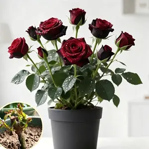 High-grade grafted rose seedlings with large flowers, bright colors and rich aroma. Flowers year-round and easy to grow. Suitable for potting and gardens, ideal for balconies and patios