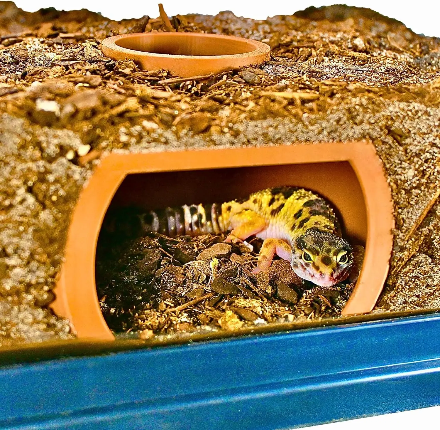 Reptile Underground Viewing Hide