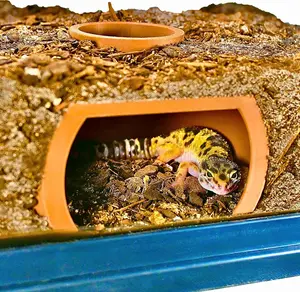 Reptile Underground Viewing Hide