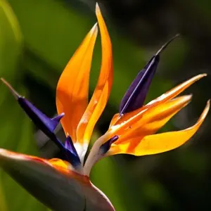 GARDEN Strelitzia Reginae-Bird (Heavenly Bird Seed) of Paradise Flower,Crane Flower,Isigude 500PCS Seeds All Season Ornamental Flower Seed Exotic