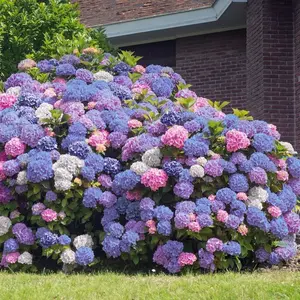 Green River 5-3 In 1 Hydrangea Seeds - Mixed Flower Seed Pack, Color-Shifting Blooms, Cottage Garden Decor, Perennial Flower For Vibrant Seasonal Landscaping