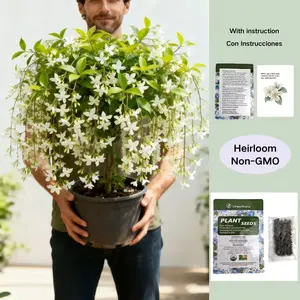 [Buy two, get one free] Jasmine seeds, the elegant falling white butterfly flowers, the fragrant evergreen potted shrubs, the rare hanging-flowering ornamental plants, and the easy-to-care perennial flower plants with long-lasting blooming periods.