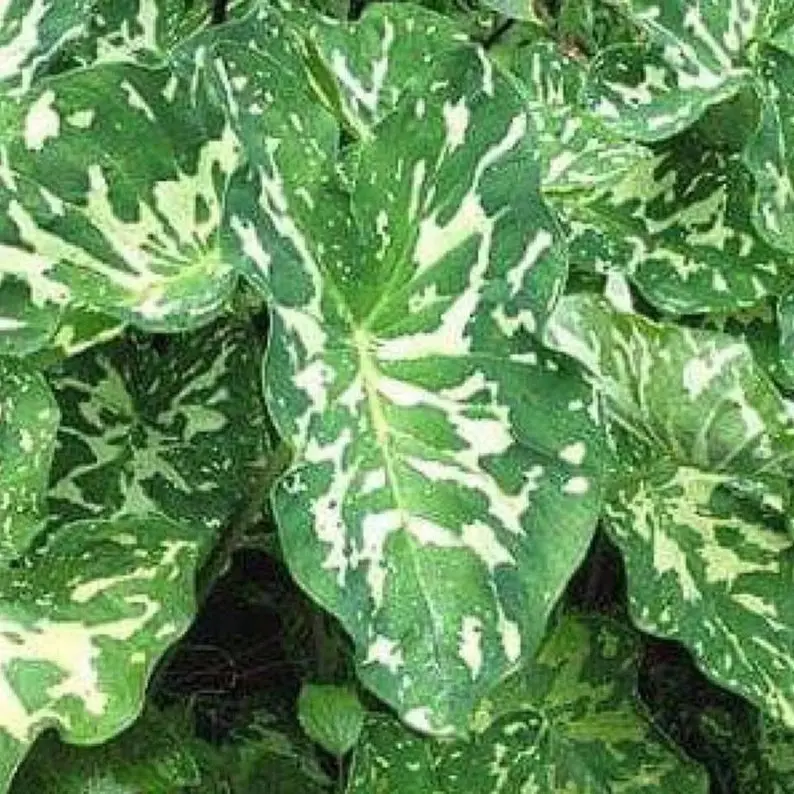 Alocasia - HILO BEAUTY - Alocasia - Green white Elephant Ear Plant - small Rooted Starter live Plant in pot 3 to 6" tall
