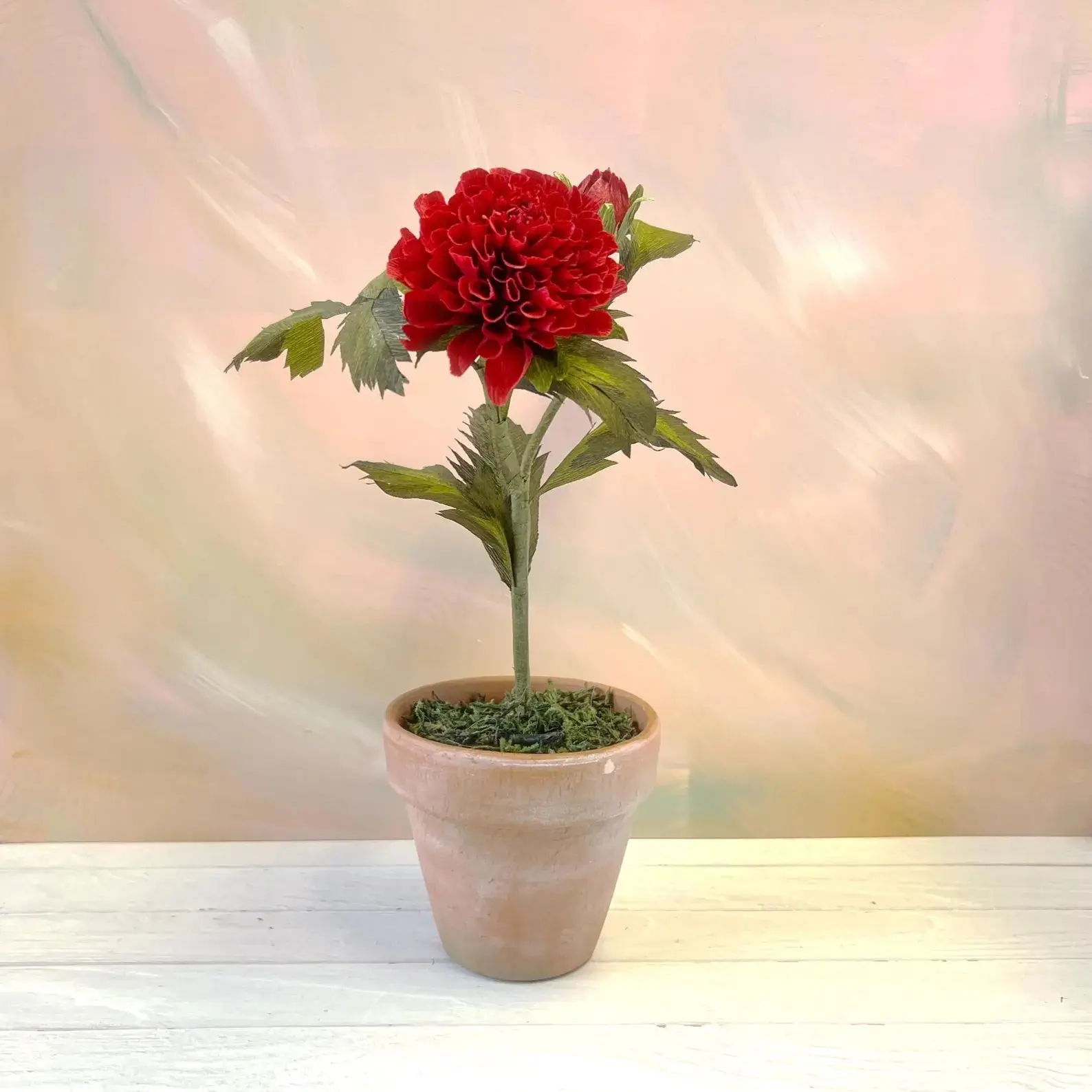 Potted Dahlia