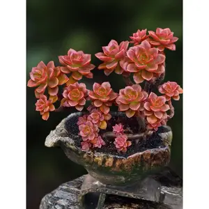 2"Live Succulent (Echeveria melaco)