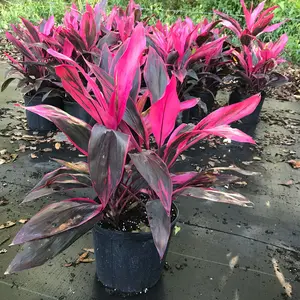 Cordyline Red Sister Hawaiian Ti Plant - Live Plant in an 10 Inch Growers Pot - Cordyline Fruticosa 'Red Sister' - Beautiful Indoor Outdoor Air Purifying Houseplant