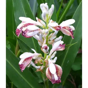 Thai Ginger - Live Starter Plants - Alpinia Greater Galangal - Grow Your Own Vegetables and Fruit in The Garden or Patio