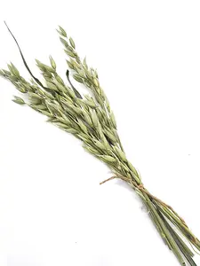 Small Green Oat Spray for Hamsters Rodents & Small Animals Natural Ingredients Pesticide-Free Chemical-Free