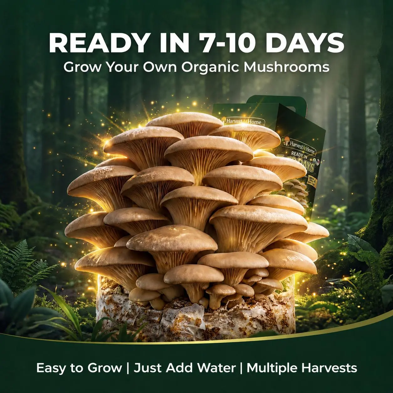 Organic Oyster Mushroom Grow Kit, 3.5 lb | Grow Mushrooms at Home | Ready to Harvest in 7–10 Days | No 【new】Soil or Sunlight Needed | Beginner-Friendly Indoor Gardening Kit | Multiple Harvest Potential | Gift for Adults & Kids