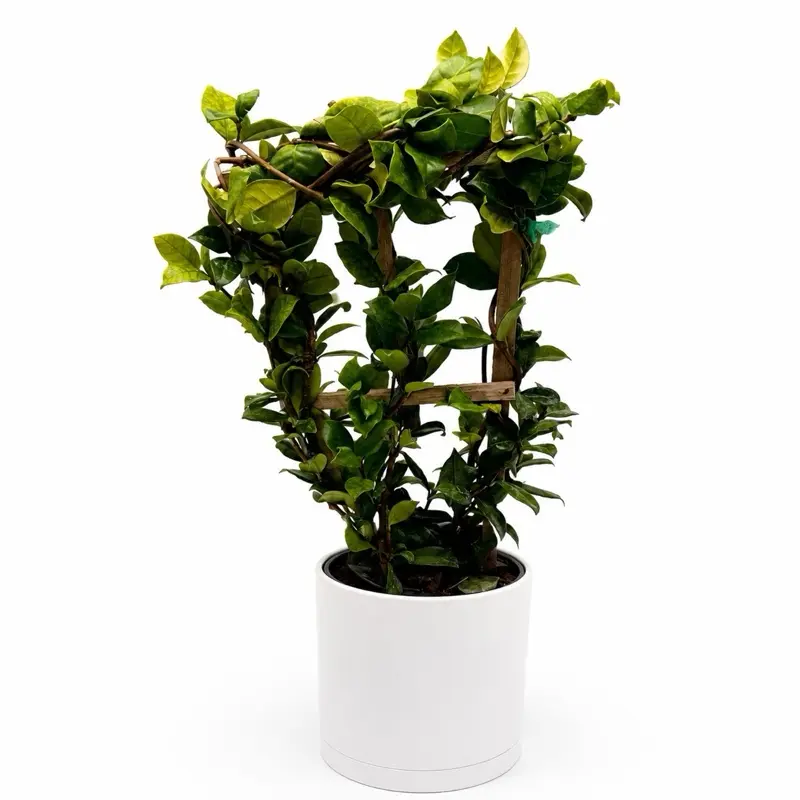 Star Jasmine (Trachelospermum jasminoides) 6” Trellis – Fragrant Evergreen Climbing Vine | Easy-Care Outdoor & Patio Plant