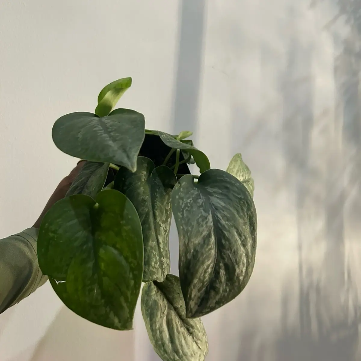 red imperial philodendron Philodendron Imperial Red variegated TC plantlet *Preorder* (3534P:2) Acclimated