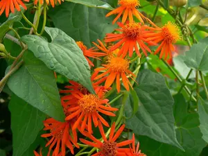 Mexican Flame Vine