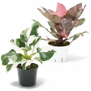 Philodendron Princess Package, Philodendron Pink Princess, Philodendron White Princess