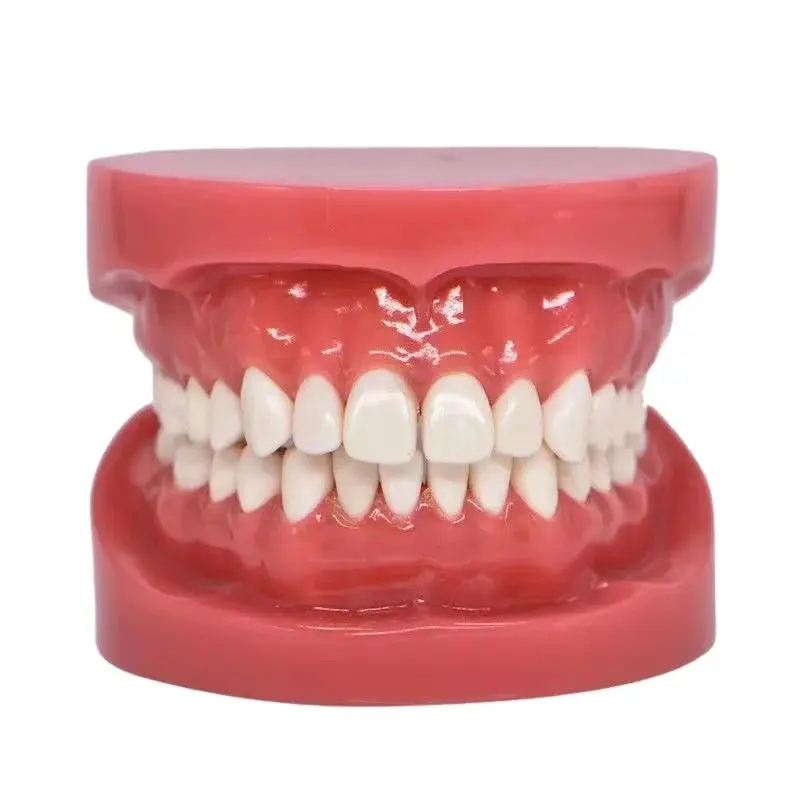 Pediatric Oral Care Demonstration Model Pediatric Oral Care Demonstration Model