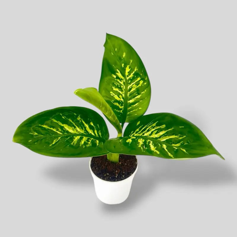 Dieffenbachia Tropic Snow, 4 Inch Pot, Live Plant