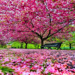 Japanese Sakura Cherry Blossom Tree Seeds (Prunus sargentii) Hardy Pink Flowering Ornamental Tree