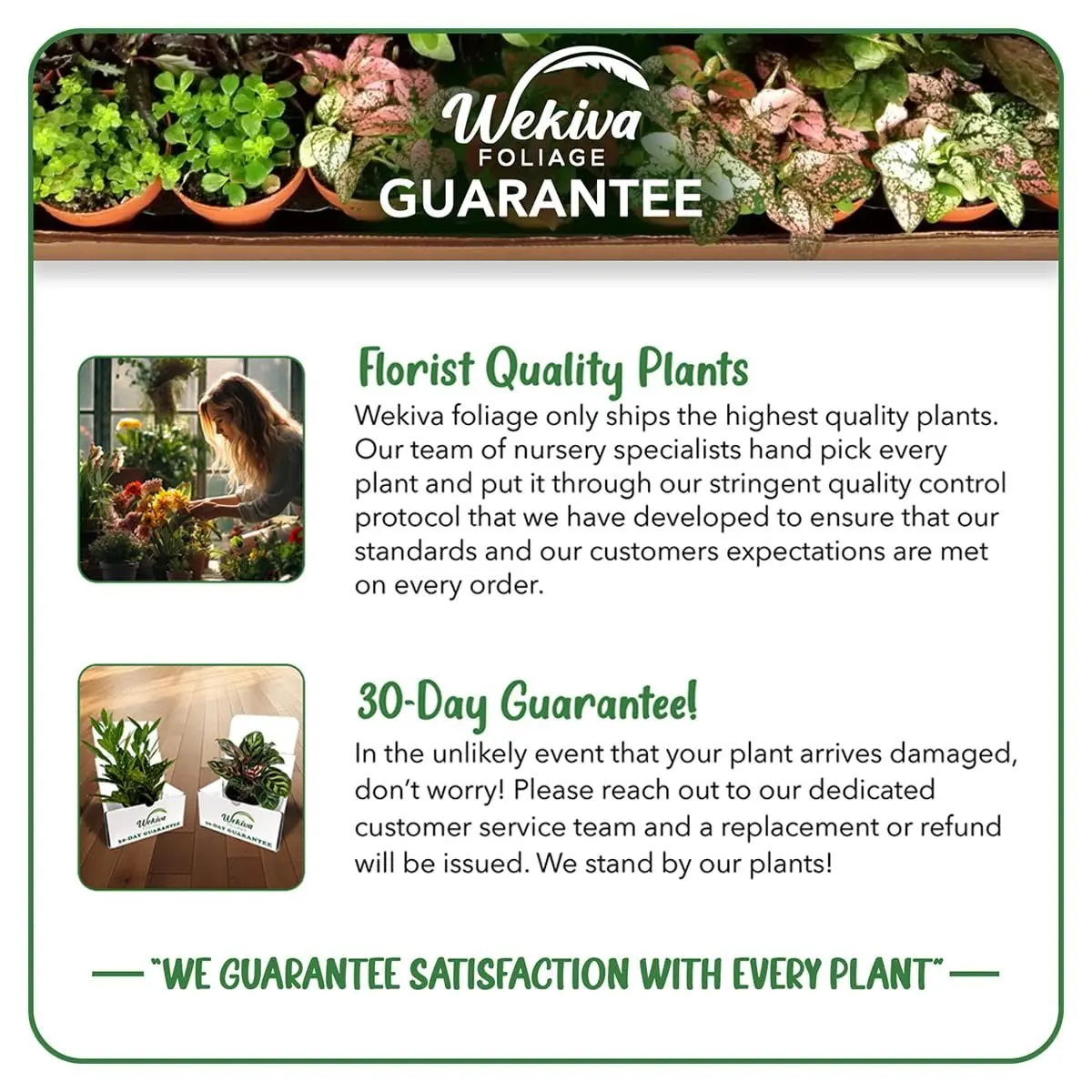 Peace Lily Growing Soil Mix  Custom Soil Blend  Potting Mix for Peace Lily  Plants  Specially Developed by and for Professional Nursery Growers -  Nutrient-Rich Formula - TikTok Shop