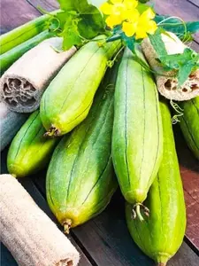 Luffa Sponge Gourd 10 Non-GMO Seeds for Planting Chinese Okra Loofah Squash