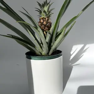 Pineapple Plant 6" Pot  House Plant Indoor Tropical Low Maintenance Easy to Care For Ideal for Busy Individuals