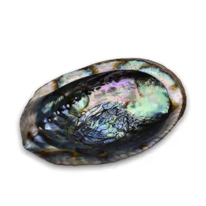 Abalone Smudging Seashell
