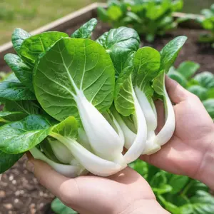 800  Bok Choy Seeds - Fast-Growing Asian Pak Choi Greens for Home Garden, Crisp White Stems & Tender Green Leaves, Ideal for Stir-Fries & Fresh Cooking