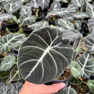 Alocasia Black Velvet in 4 inch pot - Live Plant