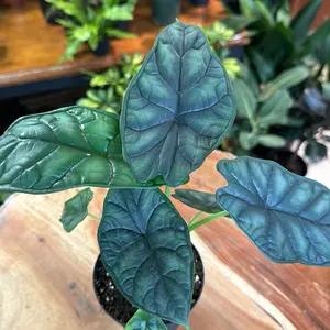 Alocasia Dragon Scale
