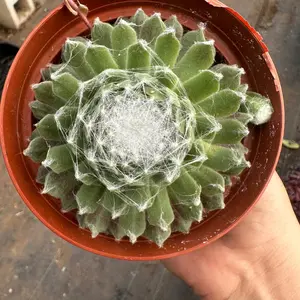 Sempervivum cobweb 4 inch pot