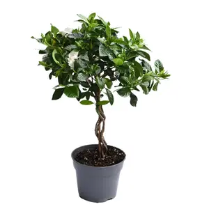 Gardenia Flower 6” Live Plant for Beginner House Plants with Glossy Green Leaves & Fragrant White Blooms Ideal for Indoor & Outdoor Decor