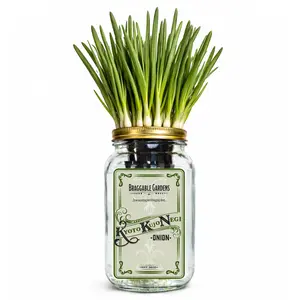 Kyoto Kujo Negi Japanese Green Onion Indoor Garden Kit – Mason Jar Hydroponic Grow Kit – Windowsill Countertop Scallion Garden – Grow Fresh Green Onions Indoors