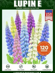 Seed Needs Lupine Seeds for Planting Russells Blend - Heirloom & Open Pollinated Multicolor Flowers to Attract Pollinators to a Butterfly Garden - Red, Purple, Blue, Yellow, White & More (1 Pack of 120pcs seeds)