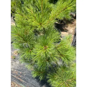 Pinus strobus 'Louie' Eastern White Pine