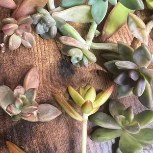 Propagation Pack Stems Succulent Starter