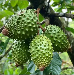 10 Soursop Fruit Seeds Exotic Tropical Graviola Tree Grow Rare Superfruit at Home Indoor Outdoor All Seasons