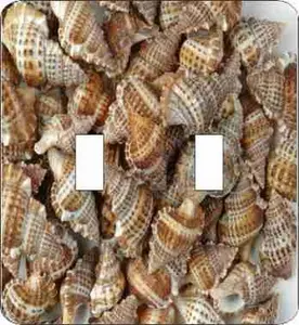 Brown Frog Sea Shells Double Switch Plate (African American Double Switch Plate)