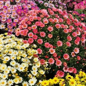 Grow Your Own Pest Repellent: 300pcs Heirloom Pyrethrum Seeds, Mixed Colors, Perennial Plant