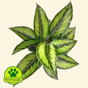 Calathea Beauty Star 4” - Pet Safe Prayer Plant Easy Care