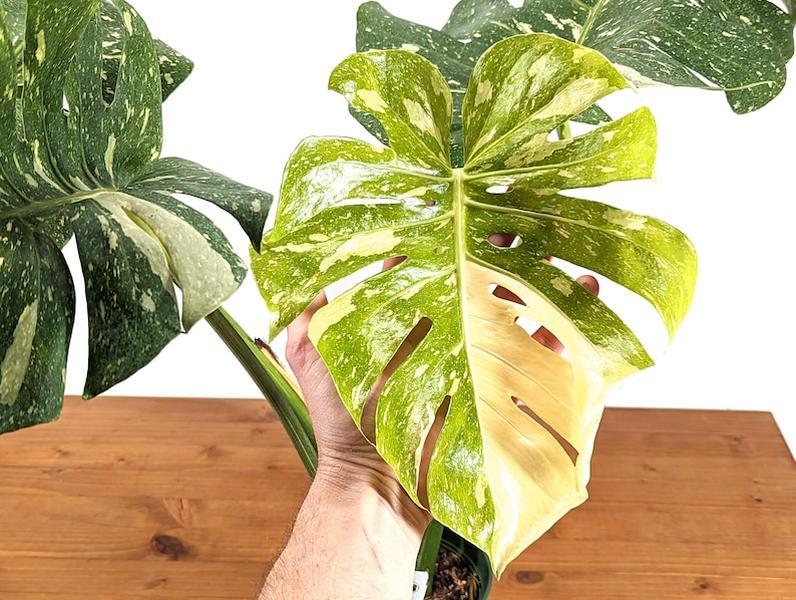 Monstera Thai Constellation - 4 inch, 6 inch, 8 inch Pots Live Tropical Aroid Plant - Perfect Houseplant Gift