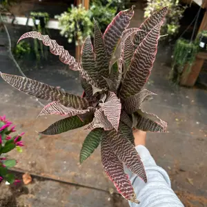 Earth star Elaine 6 inch pot