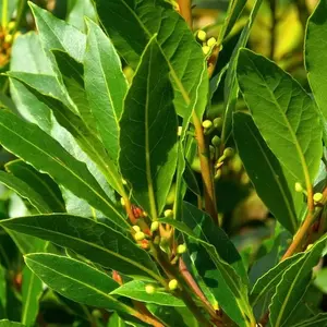 Laurus nobilis - 'Bay Leaf Tree' - Bay Laurel live plant