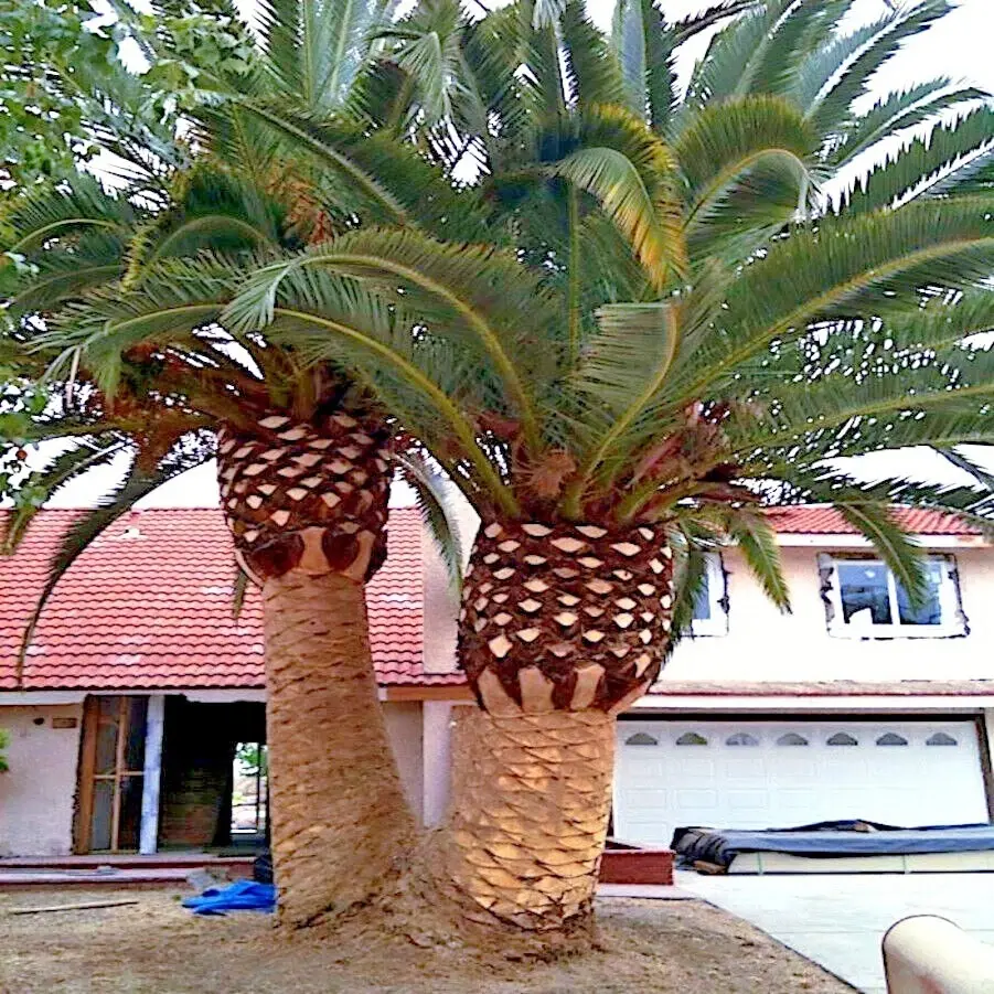 10 CANARY ISLAND DATE PALM Tree Seeds (Phoenix Canariensis)