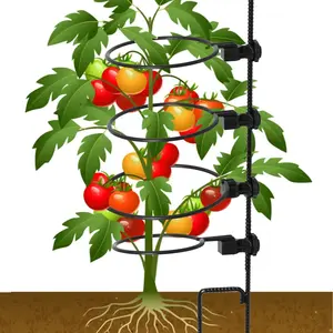 Gardener Special Kit Determinate Plants - Roma Tomato Plants - 3-4 FT Tall Support System with Adjustable Plant Support Rings for Strong Growth