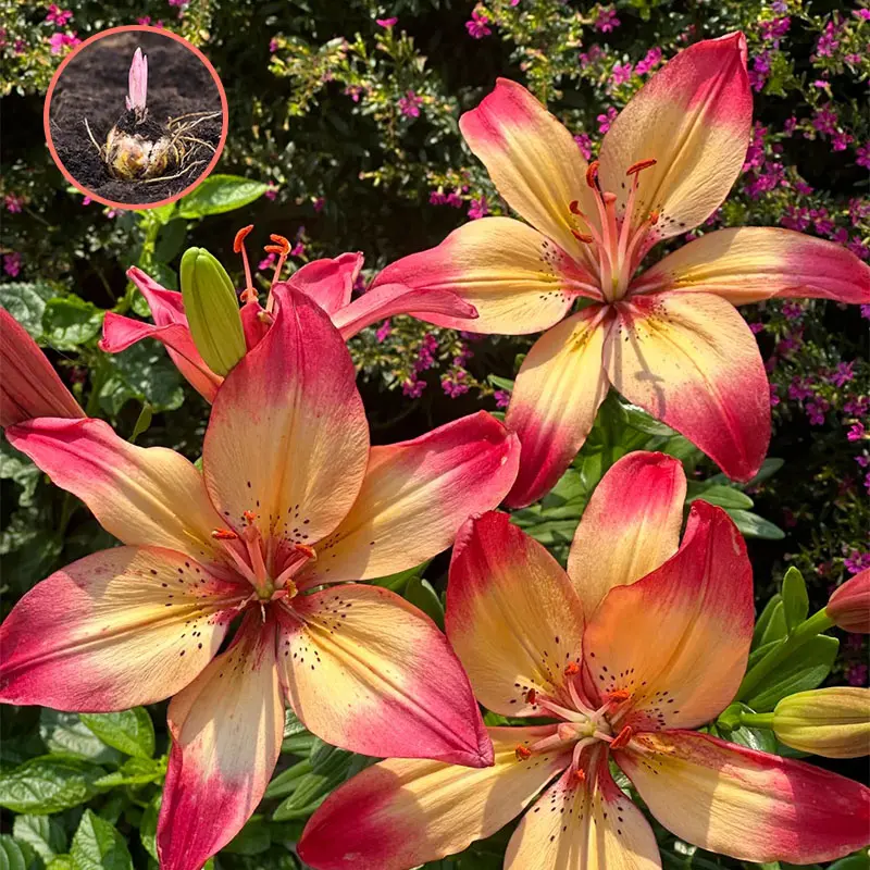 Heartstrings Lily Perennial Bulbs, Vigorous Sprouting Bulbs for Beginners with Eye-Catching 2-Tone Summer Blossoms, Full Sun Tolerant, Tropical Look, Ideal for Bright Windowsill Planters & Urban Courtyard Landscaping, Bag Pack