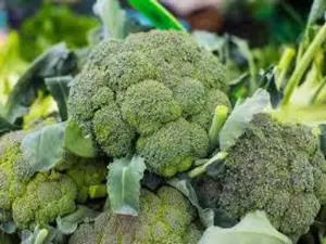 Waltham 29 Broccoli Seeds