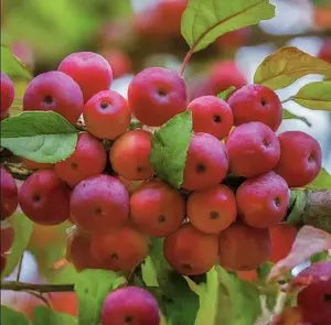 Crab Apple Seedling for Planting- Great Landscape or Garden Tree