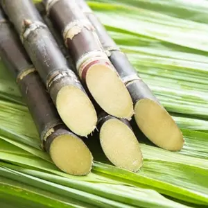 50+ Hybrid Sugarcane Seeds - High Sucrose Content for Sweet Fruit Production, Heirloom Garden Seeds for Home Farming